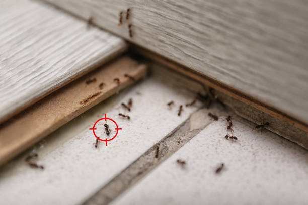 Best Exterminator Services  in Telford, TN